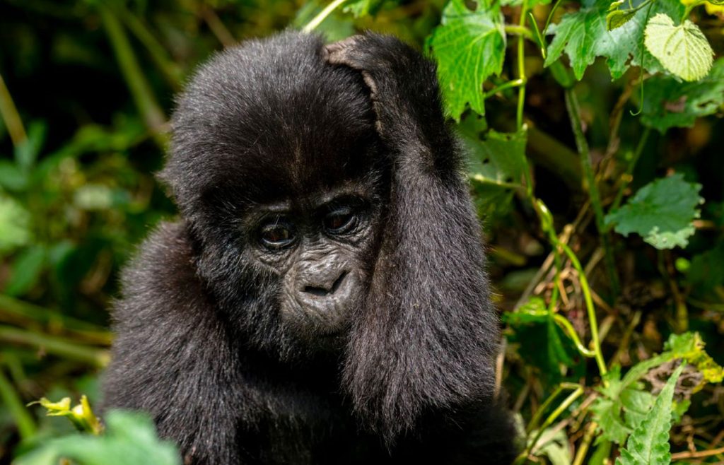 3-jours-de-safari-de-trekking-aux-gorilles-de-bwindi-au-depart-de-kigali
