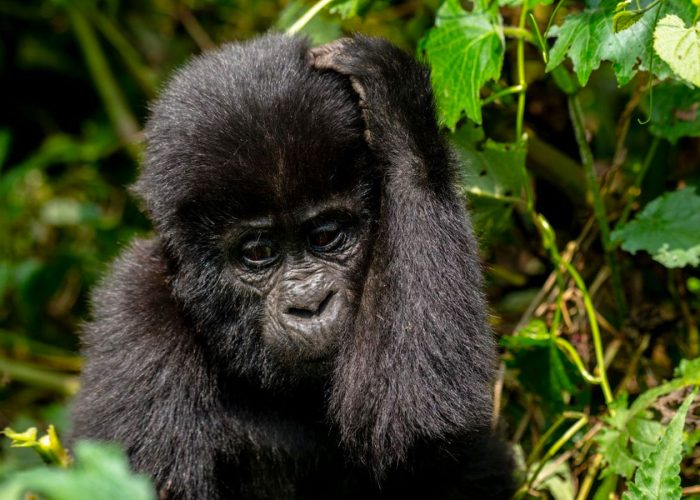 3-jours-de-safari-de-trekking-aux-gorilles-de-bwindi-au-depart-de-kigali