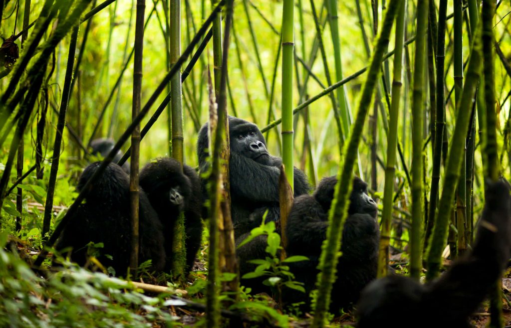 3-jours-rwanda-gorilla-trekking-safari
