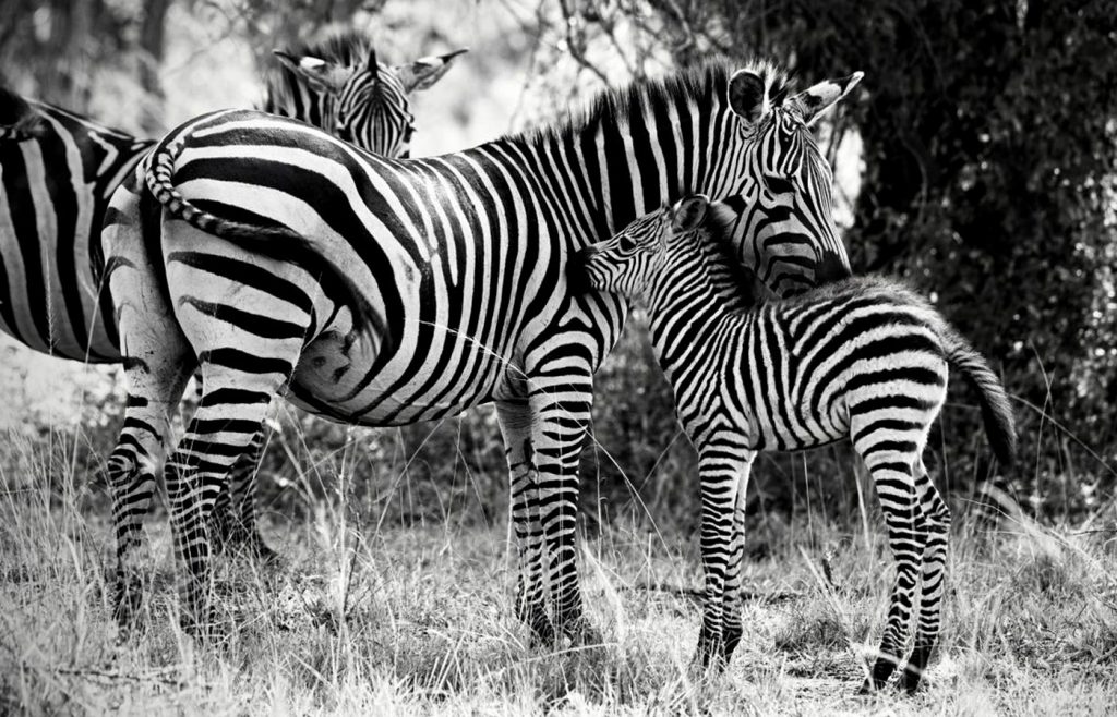 5-jours-lac-mburo-reine-elizabeth-et-gorilles-douganda