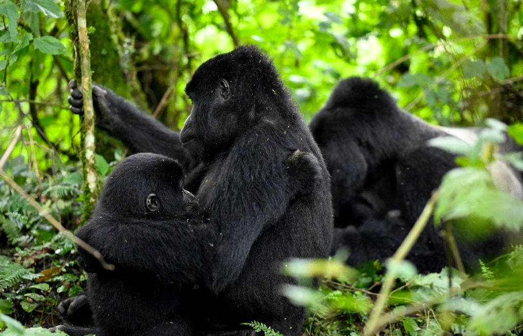 7-jours-de-safari-en-ouganda-pour-les-gorilles-et-les-chimpanzes