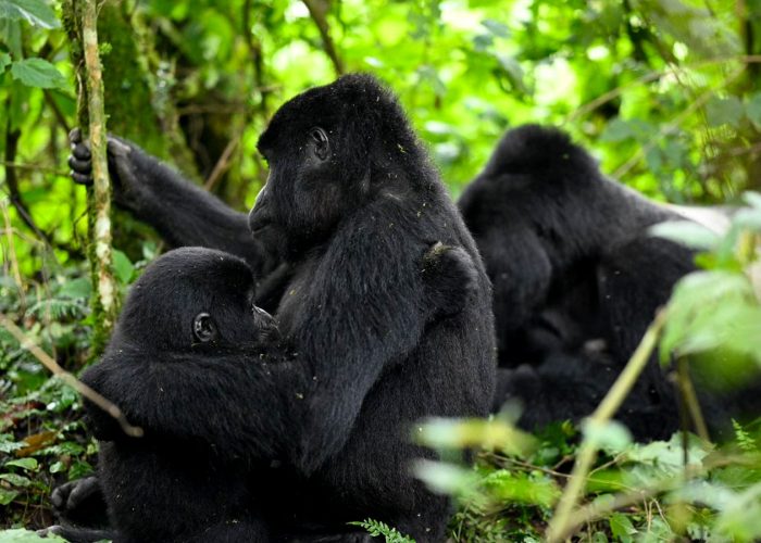 7-jours-de-safari-en-ouganda-pour-les-gorilles-et-les-chimpanzes