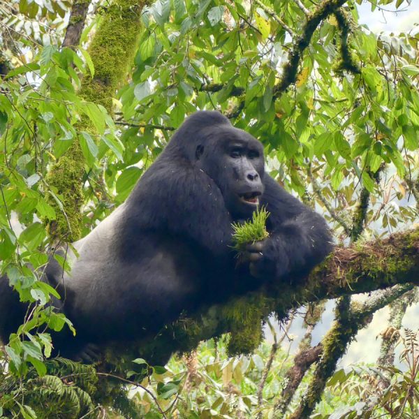 chances-de-voir-des-gorilles-de-montagne-en-ouganda-au-rwanda-et-au-congo