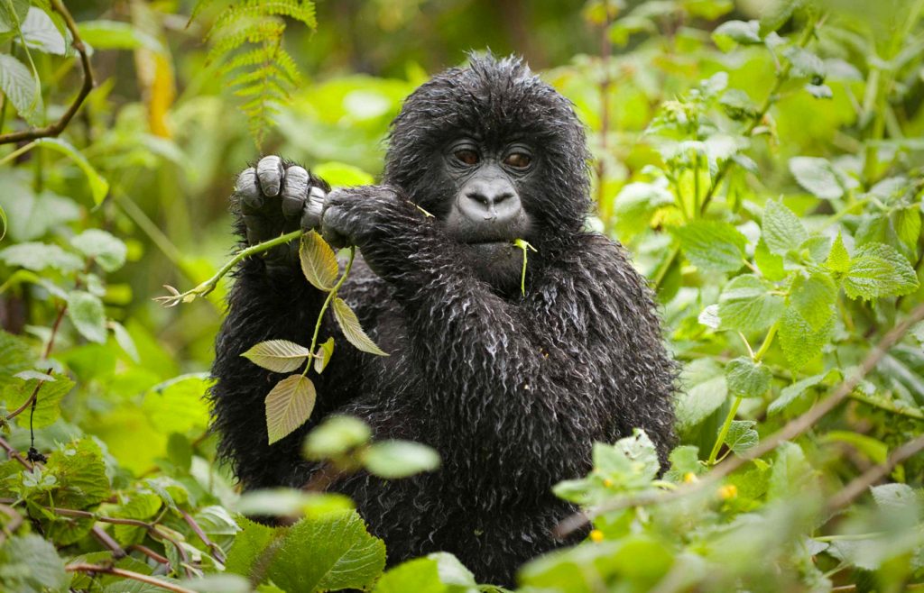 gorilla-trekking-rwanda