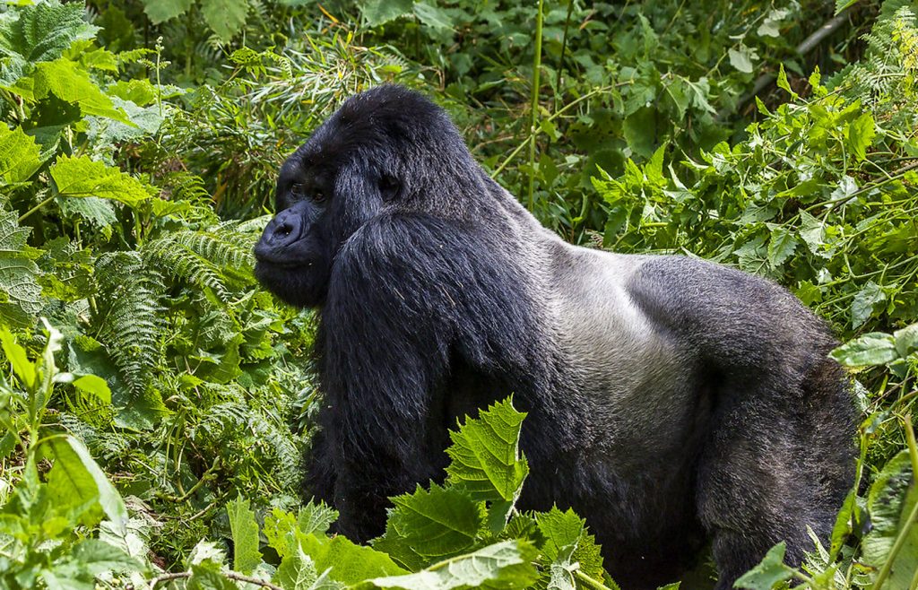 ouganda-trekking-gorille-bwindi