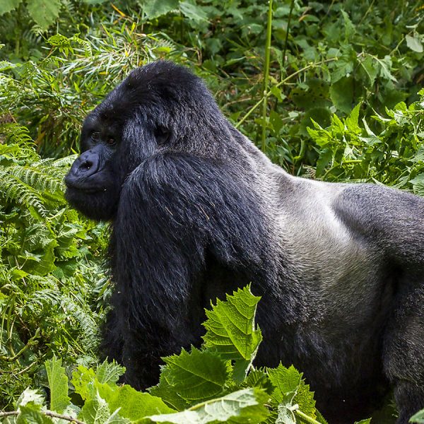 ouganda-trekking-gorille-bwindi