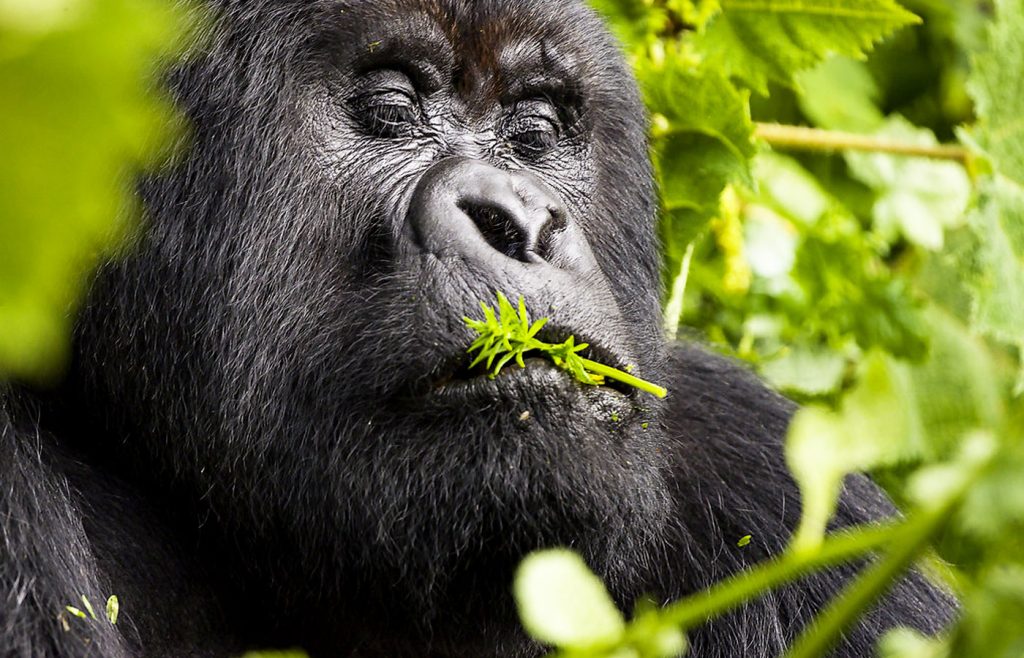 parc-national-de-bwindi-impenetrable