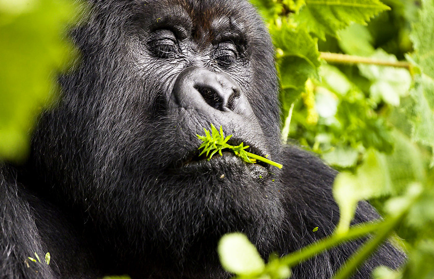 parc-national-de-bwindi-impenetrable