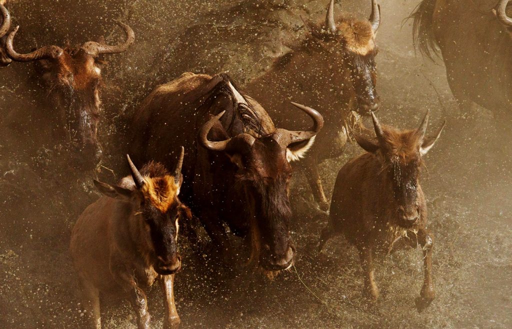 wildebeest-migration-in-kenya