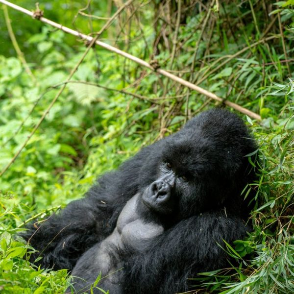 Preparing for a Gorilla Trekking Safari