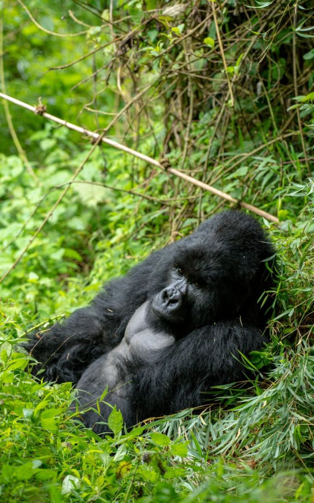 Preparing for a Gorilla Trekking Safari