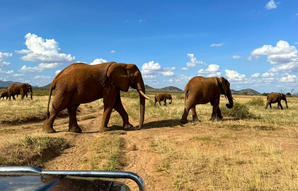 safari-masai-mara-de-3-jours
