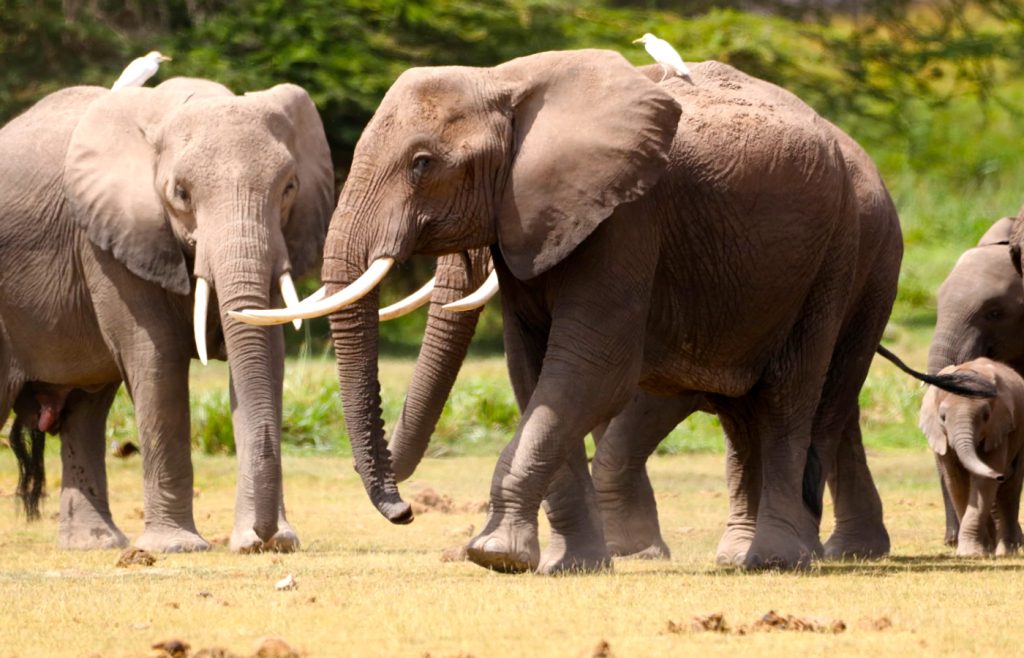 14-jours-de-safari-avec-les-big-five-au-kenya