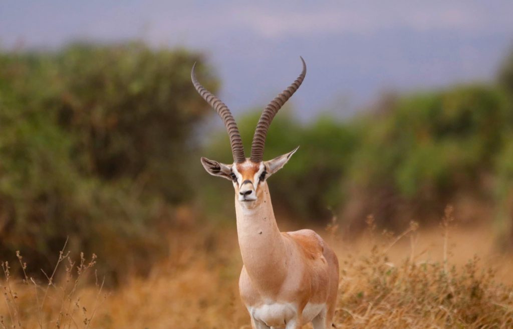 17-jours-descapade-dans-la-nature-sauvage-du-kenya-avec-vacances-a-diani-beach