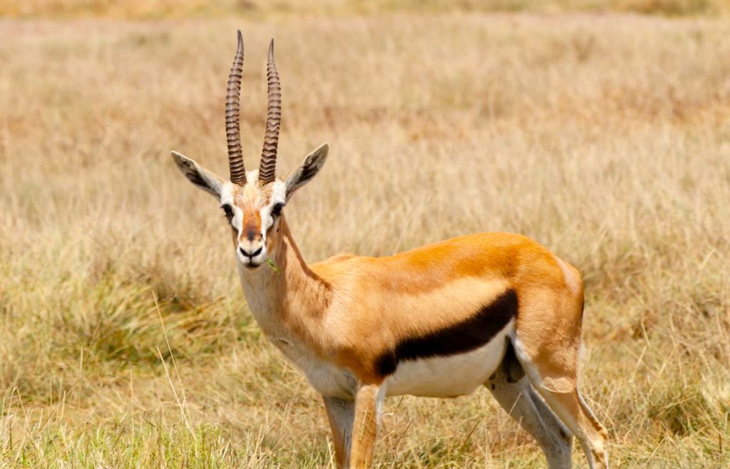 5-jours-de-safari-classique-au-kenya