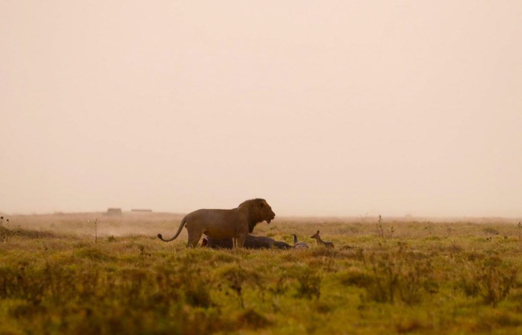 safari-de-4-jours-au-masai-mara-et-au-lac-nakuru